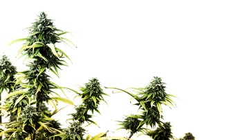 Albánska polícia tohto roku zničila marihuanu za tri miliardy eur