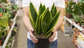Vlhkosť jesene a plesne. Pestovanie týchto rastlín vám pomôže bojovať proti ich tvorbe v domácnosti