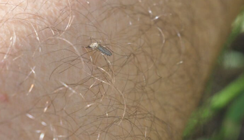 Tropické choroby v našich končinách: Klimatické zmeny znamenajú sťahovanie živočíchov aj nákaz