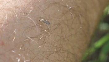 Tropické choroby v našich končinách: Klimatické zmeny znamenajú sťahovanie živočíchov aj nákaz