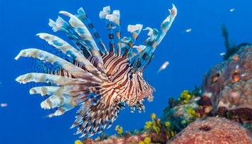 Invázia prudko jedovatých rýb v Stredozemnom mori. Pre človeka predstavujú potenciálne ohrozenie