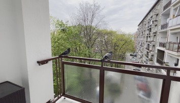 Okupujú balkóny a výkalmi ohrozujú naše zdravie. Tu je niekoľko rád, ako odohnať holuby