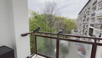 Okupujú balkóny a výkalmi ohrozujú naše zdravie. Tu je niekoľko rád, ako odohnať holuby