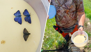 Šokujúce správanie Čecha v TANAP-e. Chytili ho pri love veľmi vzácnych motýľov, nekonal tak prvý raz