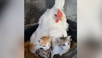 Nič roztomilejšie ste dnes nevideli. Farmár našiel pod sliepkou namiesto vajec niečo úplne iné