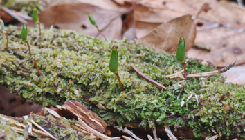 Spor vo Veľkej Fatre: Aktivisti hovoria o zničení vzácneho biotopu, park to popiera