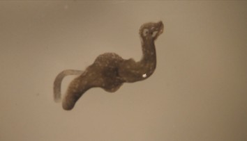 Našim biológom sa nedávno podarilo objaviť viacero organizmov