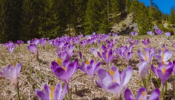 Tatry menia farbu: Z bielej na fialovú. Nájdete tam niečo, čo nikde inde na svete