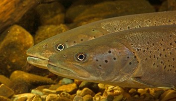 Skvelá správa z východu Slovenska: Rybári hlásia návrat kráľovnej našich riek