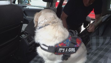 CRASH TEST: Nepripútavate psa počas jazdy? Pozrite sa, čo sa stane pri náraze