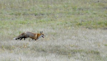 Prípad besnoty na východnom Slovensku. Nebezpečné ochorenie objavili u líšky
