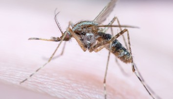 Určite vás to zaskočí. Vedci zistili, ktoré farby najviac priťahujú komáre