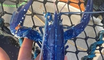 Parádny úlovok rybára začiatočníka. Šanca na chytenie tohto modrého tvora je extrémne malá