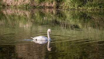 Vtáčia chrípka na Záhorí: Našli uhynutú labuť infikovanú vírusom