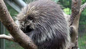 Obyvateľov z okrajovej štvrte Bratislavy vystrašilo čudné zviera, ktoré sa túlalo po ulici