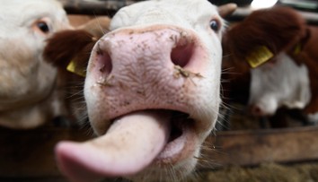 Zlikvidujú im chovy alebo ich ušetria? Farmári na juhu Slovenska si sami naordinovali karanténu