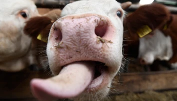 Zlikvidujú im chovy alebo ich ušetria? Farmári na juhu Slovenska si sami naordinovali karanténu