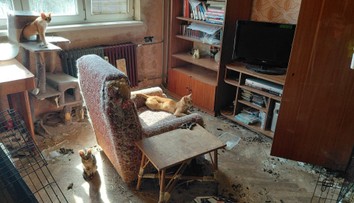 FOTO: Prázdne misky, zápach čpavku a 18 trpiacich zvierat. Z ich „domova“ sa stalo miesto utrpenia