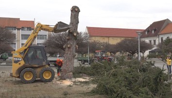 Desiatky rokov bol ozdobou vianočných sviatkov. Obľúbený strom v centre Nového Mesta nad Váhom však museli odstrániť