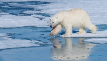 Desivý incident na Špicbergoch: Medveď biely prepadol kemping, muž útok neprežil