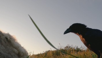 Hrôza na pastvinách: Krkavce zabíjajú čerstvo narodené jahňatá, vyžerú im mozog aj vnútornosti