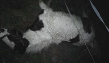 Namiesto vysokej zveri strieľal nad Starou Baštou na kone. Poľovníkovi teraz hrozí pobyt za mrežami