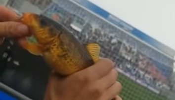 Nový virál z talianskej futbalovej súťaže: Fanúšik na zápase chytil na udicu rybu