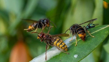 Bodnutie sršňom skončilo fatálne. Matke dvoch detí nedokázali pomôcť ani záchranári