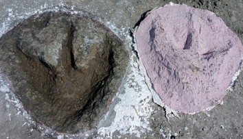 FOTO: Objavili križovatku dinosaurích ciest. V kameňolome sa nachádzajú stovky stôp