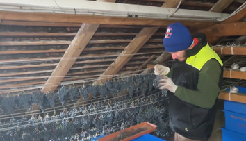 V Topoľčiankach oberajú hrozno v rukavičkách. Bude sa z neho vyrábať špeciálne víno