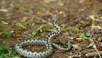 Chlapca (15) uštipla nebezpečná vretenica. Museli ho ratovať leteckí záchranári