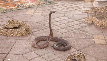 Rodinná dovolenka sa zmenila na horor: Turista zomrel po uhryznutí kobrou, ktorú mu do nohavíc pustil krotiteľ