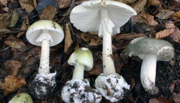 Muchotrávka zelená zabíjala. V Banskej Bystrici zomrela žena z Británie