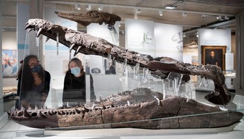 Mal schopnosti ako T-Rex, bol kráľom oceánov. Vedci objavili gigantickú lebku pravekého monštra