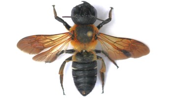 Vedci objavili na západnom Slovensku nový invázny druh včely. Pochádza z Ázie