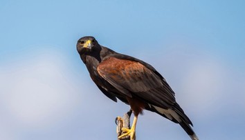 Agresívny sokol v Británii terorizoval plešatých mužov. Odborník opísal, prečo sa stali terčom jeho útokov