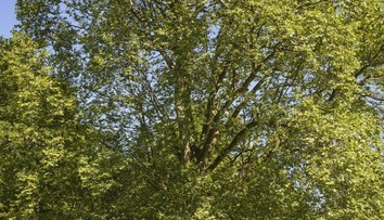 Slovenský Strom roka 2016: Pod zemou je neoddeliteľne spojený s chorým bratom