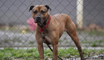 Psa na reťazi už neuvidíte. Podľa novely je uväzovanie psa v domácnosti zakázané