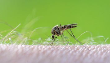 V Európe sa množia prípady západonílskej horúčky. Najviac sa šíri v obľúbenej dovolenkovej destinácii