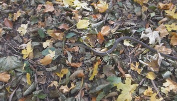 Na zvolenskom sídlisku odchytili na rovnakom mieste už druhého hada