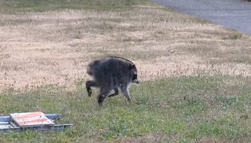 VIDEO: Obyvateľov Seattlu prekvapil bizarný tvor. „Jimothy“ sa stal virálnou senzáciou