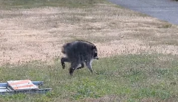 VIDEO: Obyvateľov Seattlu prekvapil bizarný tvor. „Jimothy“ sa stal virálnou senzáciou