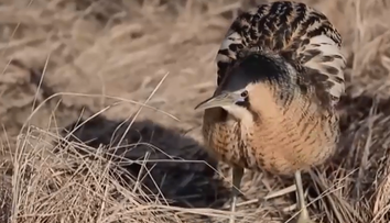 Na východnom Slovensku zachraňujú vtáka, ktorý bučí ako krava