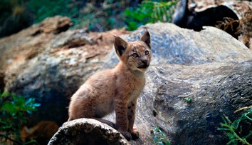 V Pyrenejach sa narodilo prvé mláďa rysa ostrovida za takmer 100 rokov