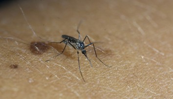 Nová ochrana proti otravným komárom. Liek dokáže ľudskú krv premeniť na „jed“