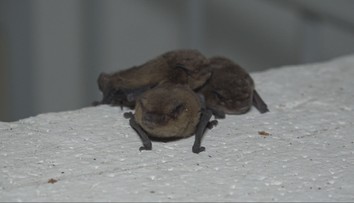 Obyvatelia počuli ich hvízdanie. Bytovku v Trenčianskych Tepliciach obsadili netopiere