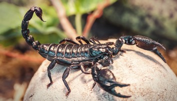 Kuriozita na Liptove: V jednej z bytoviek sa objavil desivý oznam, chovateľovi utiekli škorpióny