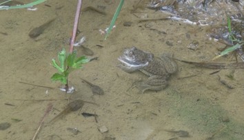 Žiab a mlokov v poslednej dobe ubúda. Chýba im hmyz a zabíjajú ich plesne