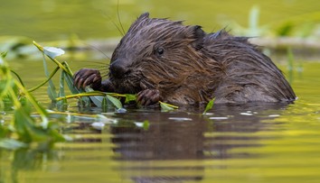 Počty bobrov na Slovensku v posledných rokoch rastú. Na krajinu majú významný vplyv