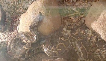 Muž volal na tiesňovú linku, že ho škrtí obrovský had. Privolaní hasiči prišli v poslednej chvíli